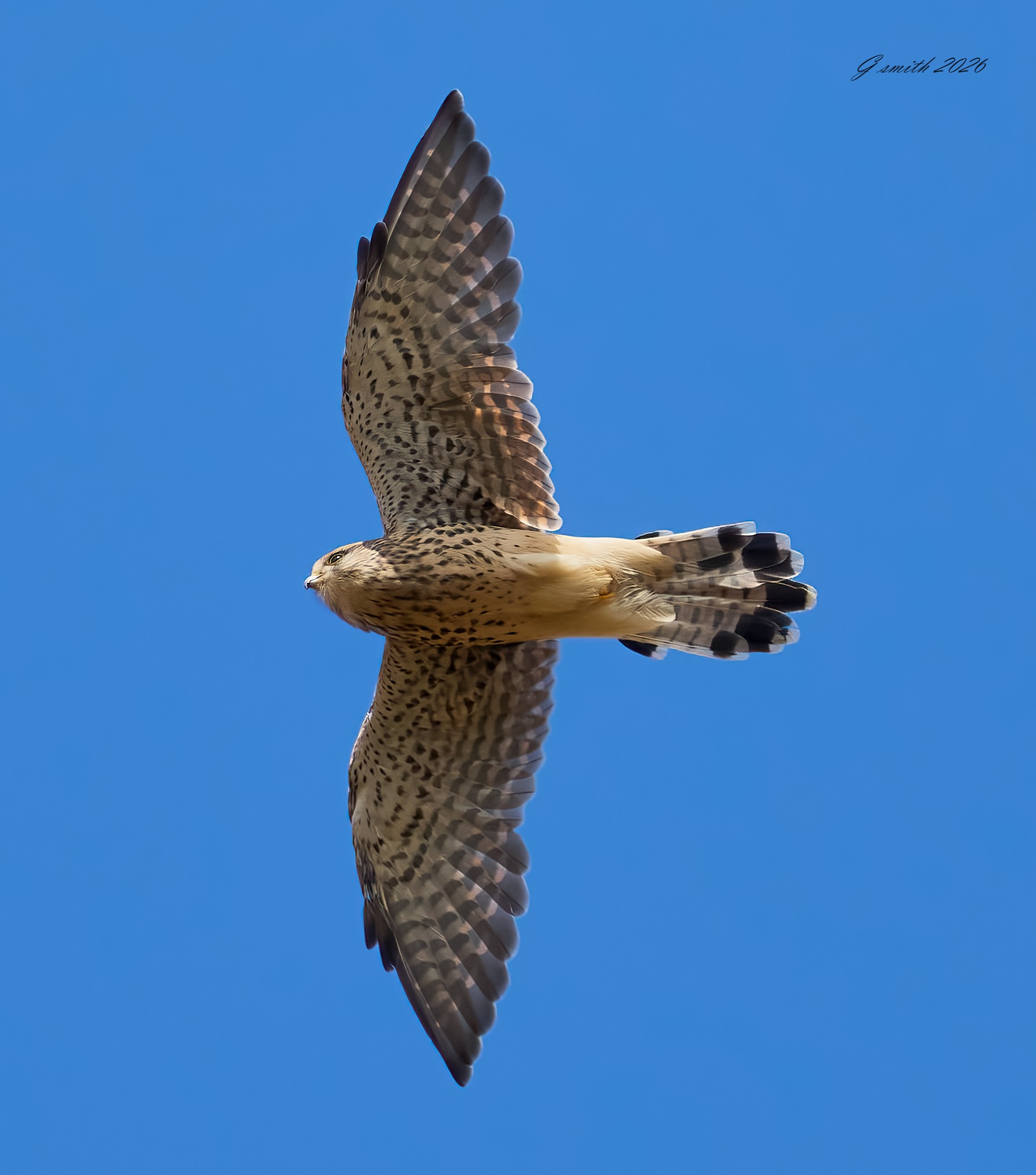 kestrel 2026_62.jpg