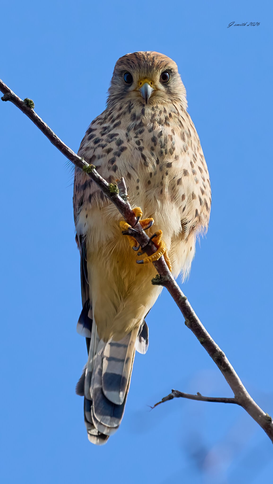 kestrel 2026_63.jpg