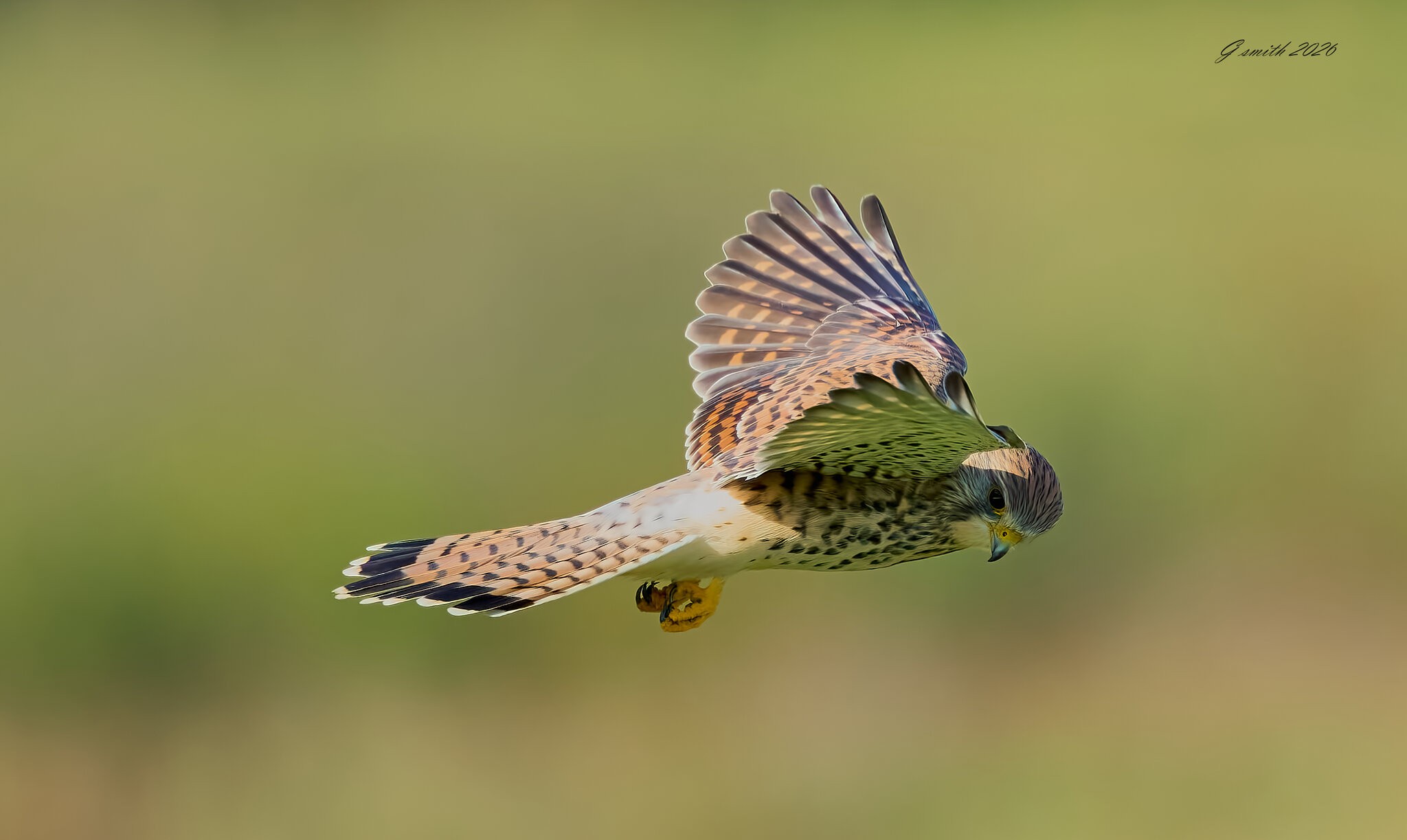 kestrel 2026_88.jpg