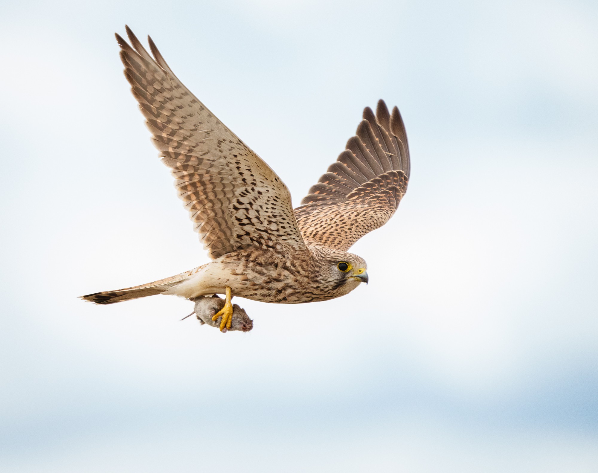 Kestrel (Falco Tinnunculus).jpg