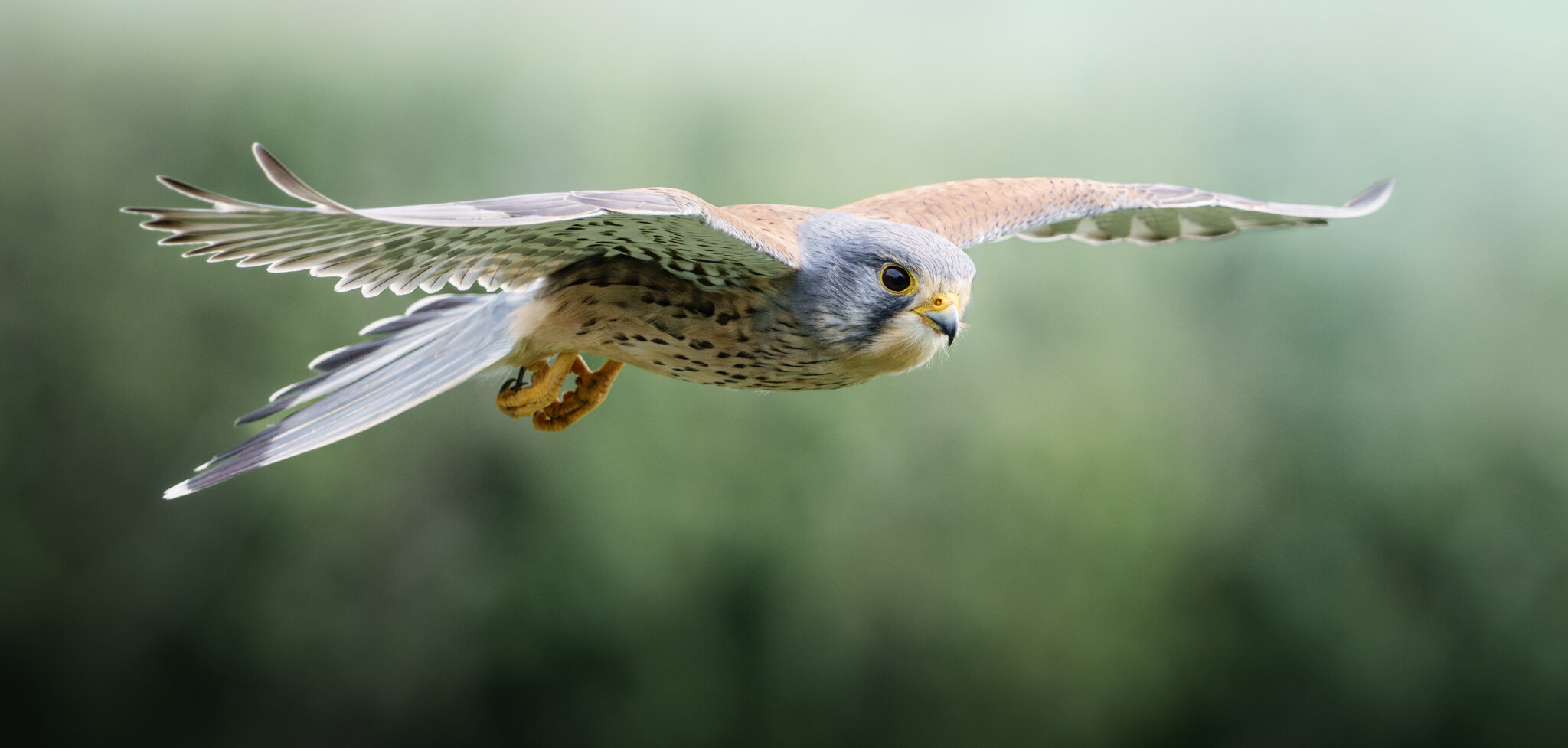 kestrel.jpg