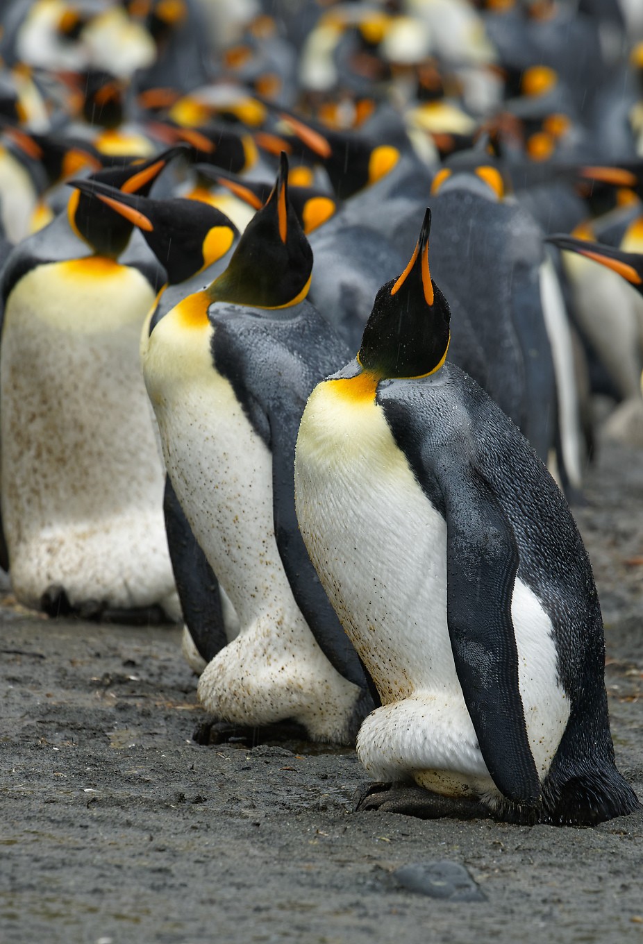 King Penguin incubators 3 1360.jpg