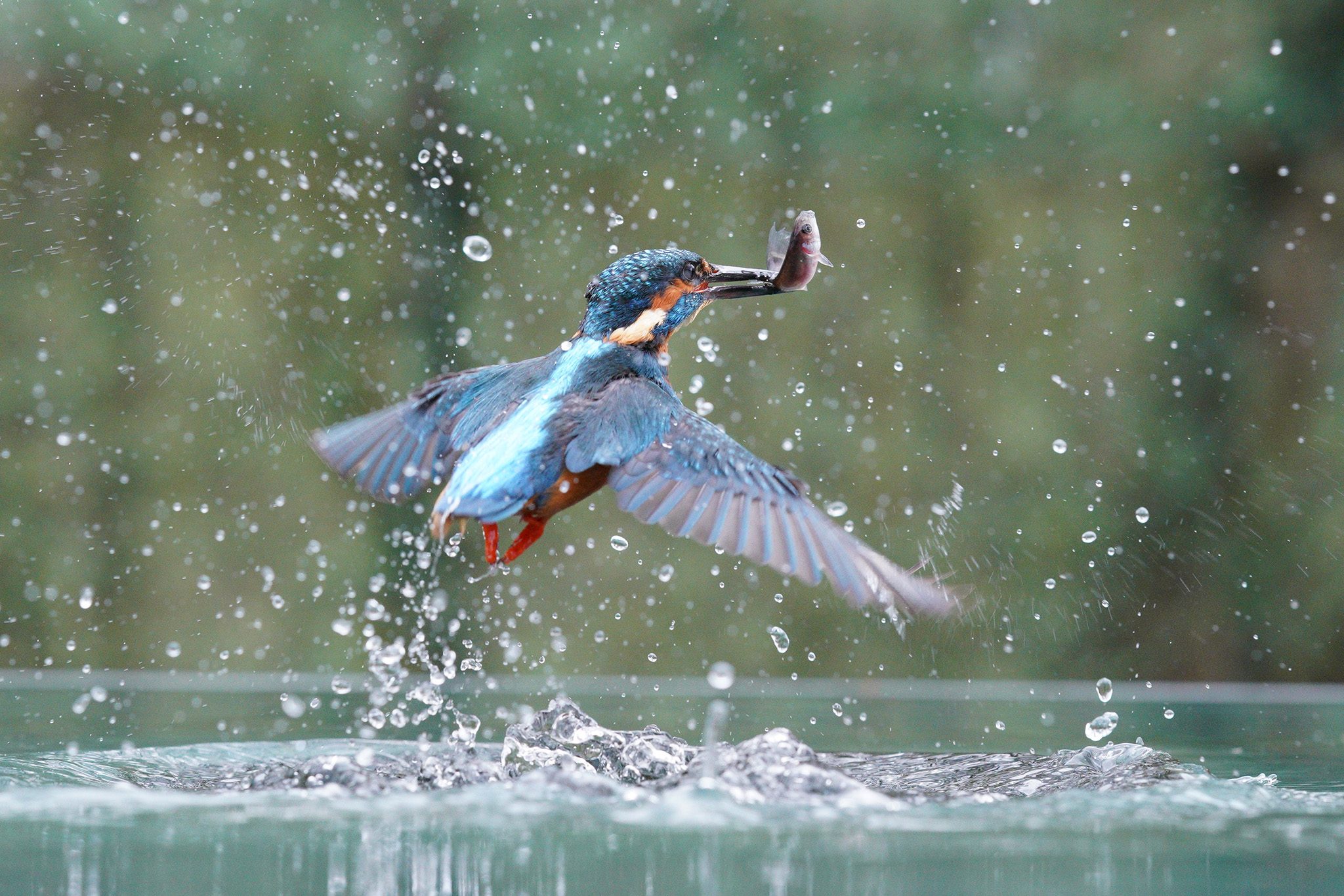 kingfisher-07042021-6.jpg