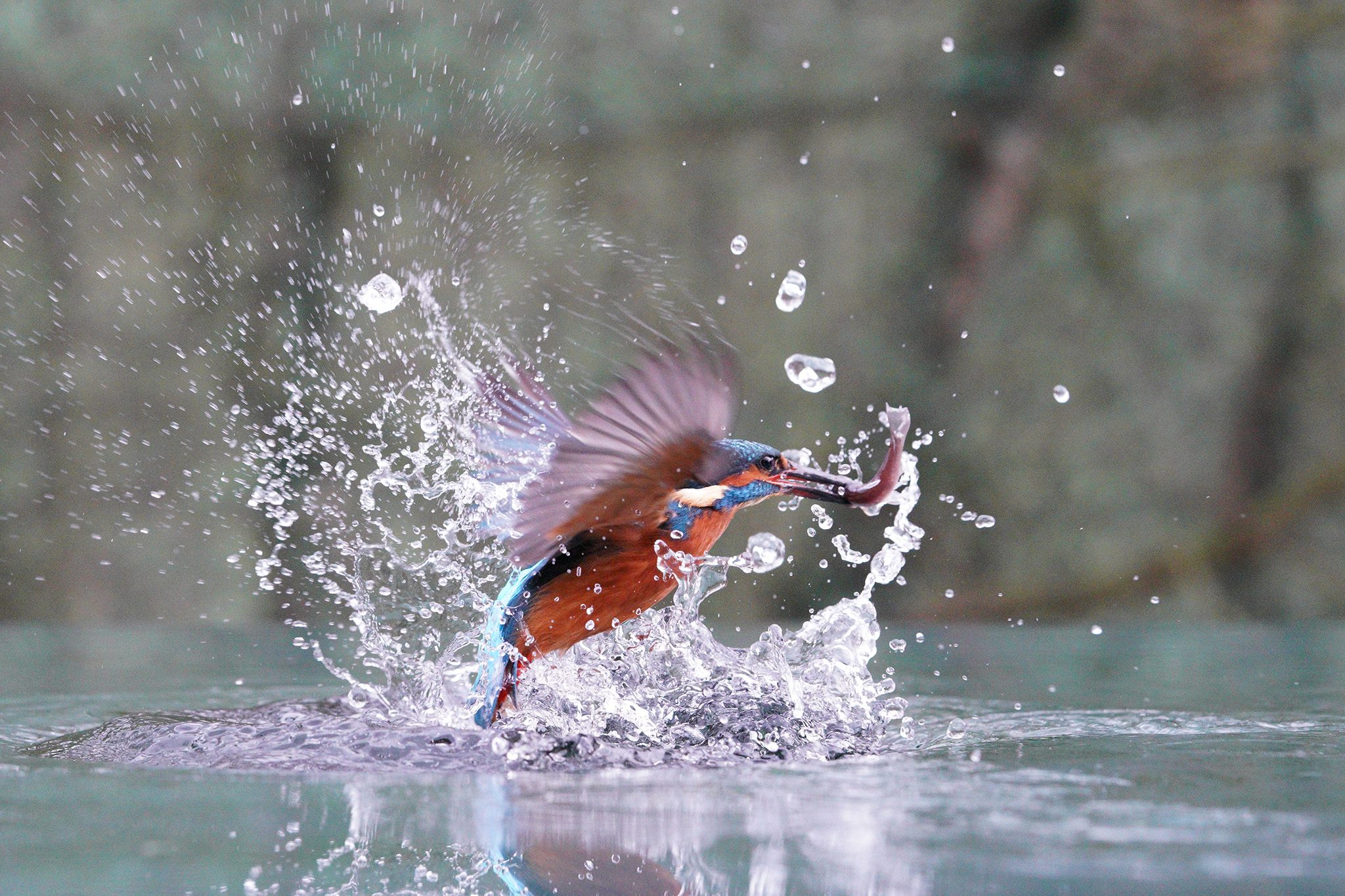 kingfisher-diving-a9-2048px.jpg