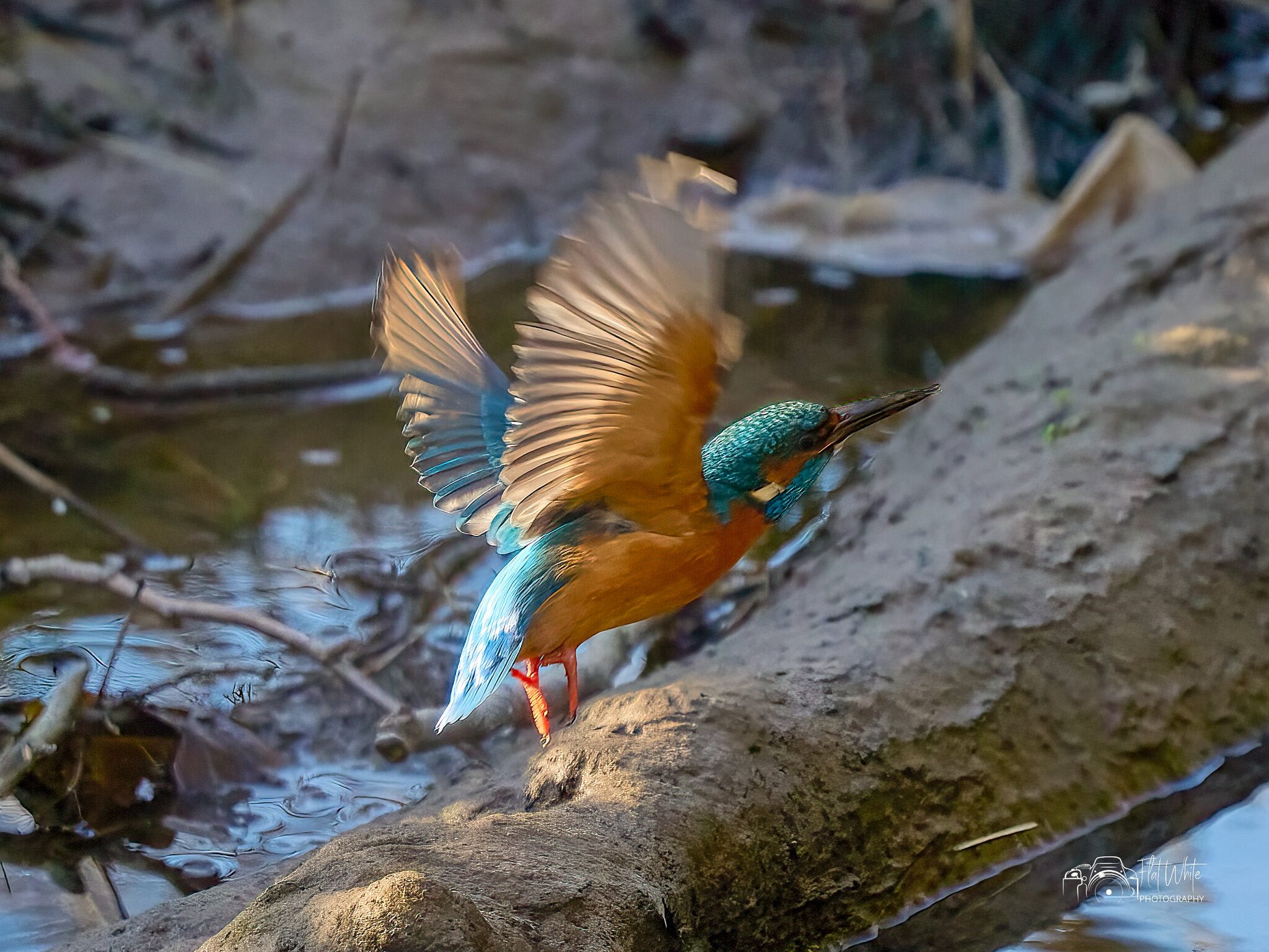 Kingfisher in flight.jpg