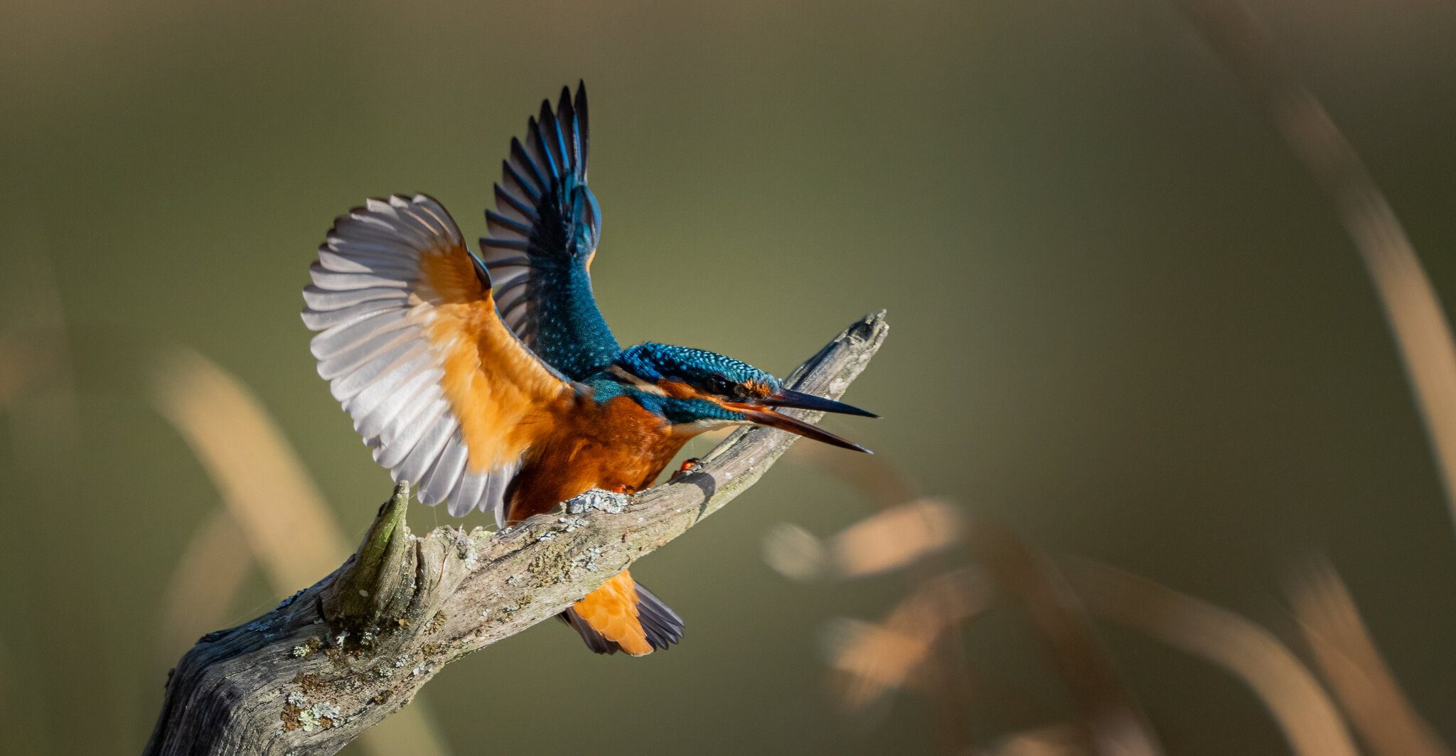 kingfisher.jpg