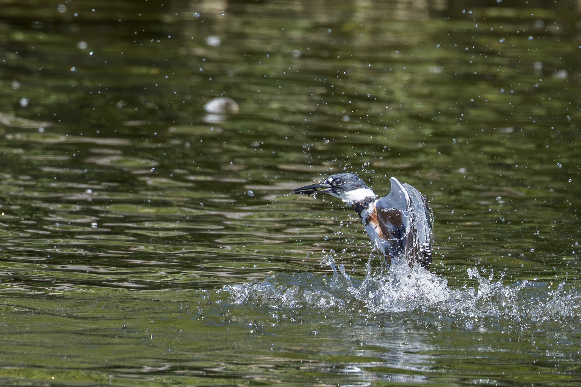kingfisher05.jpg