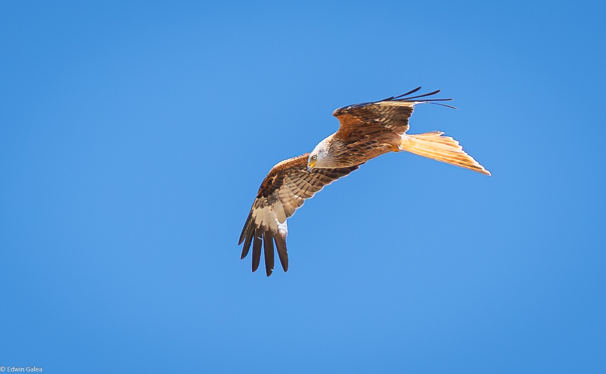 kite-10.jpg