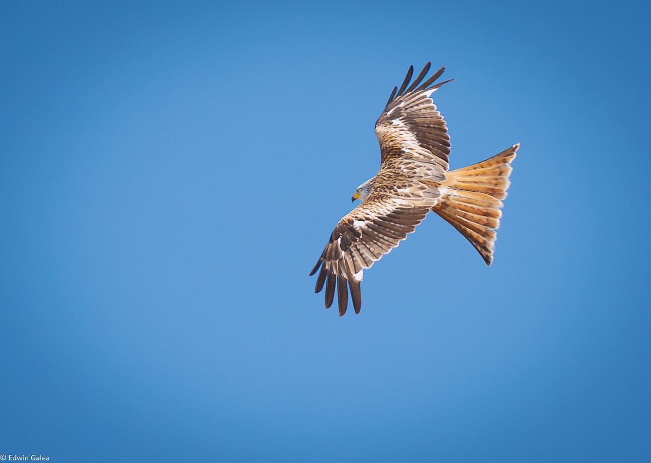 kite-20b.jpg