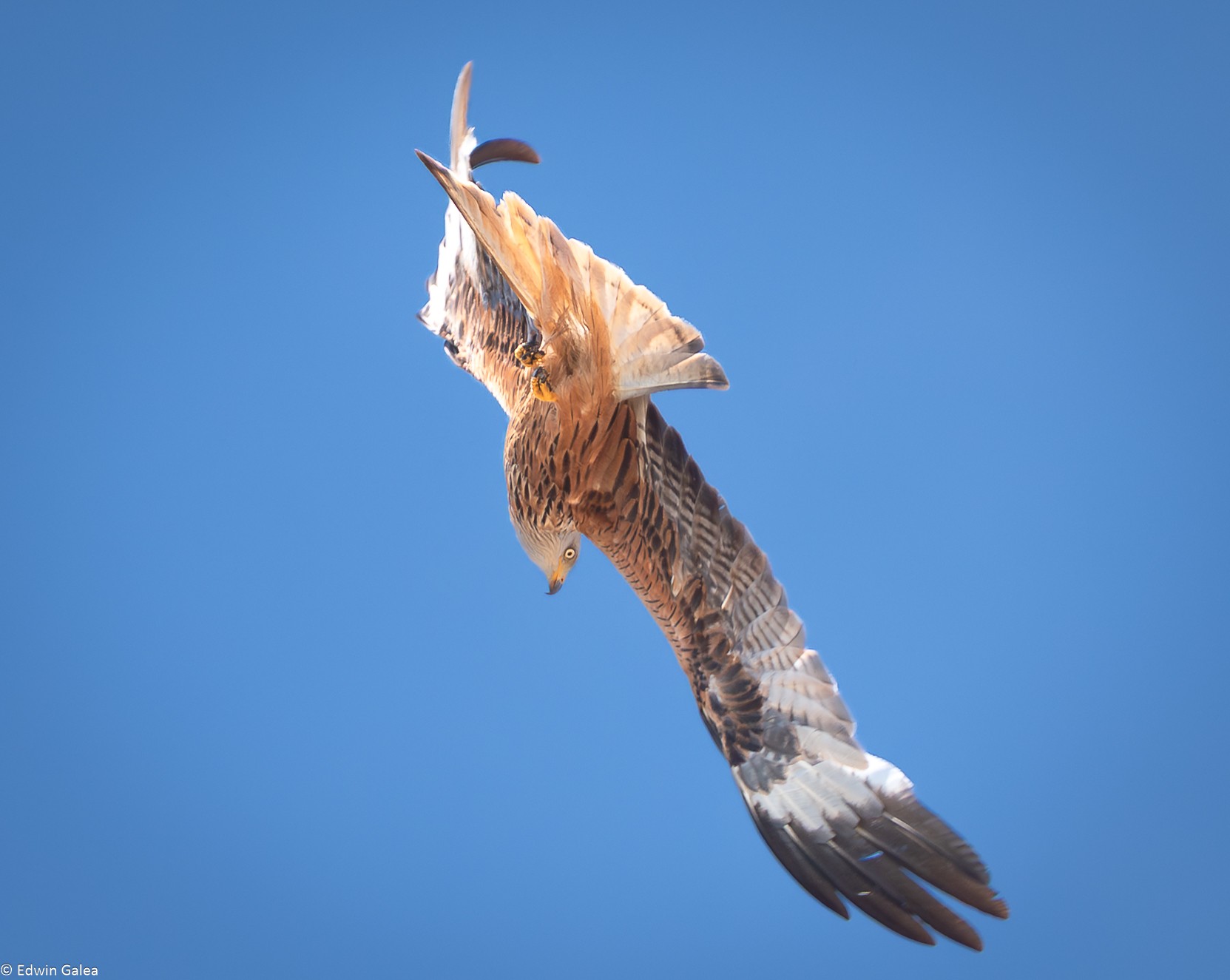 kite-23.jpg