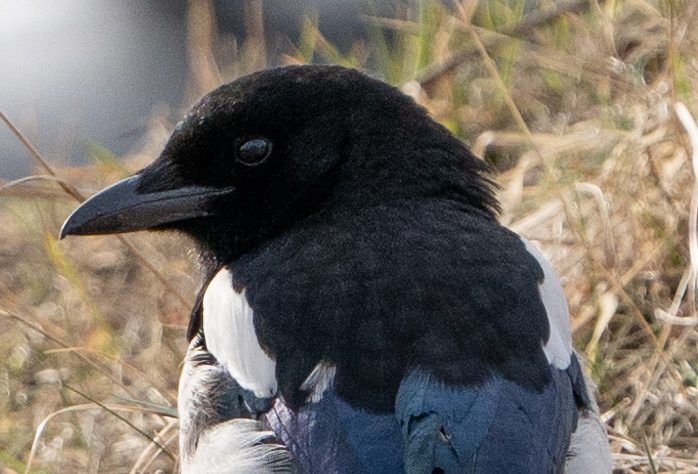 KL100655_100_crop.jpg