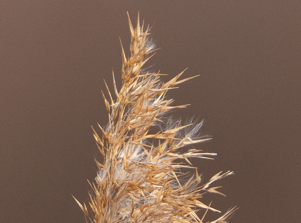 KL100724_100_crop.jpg