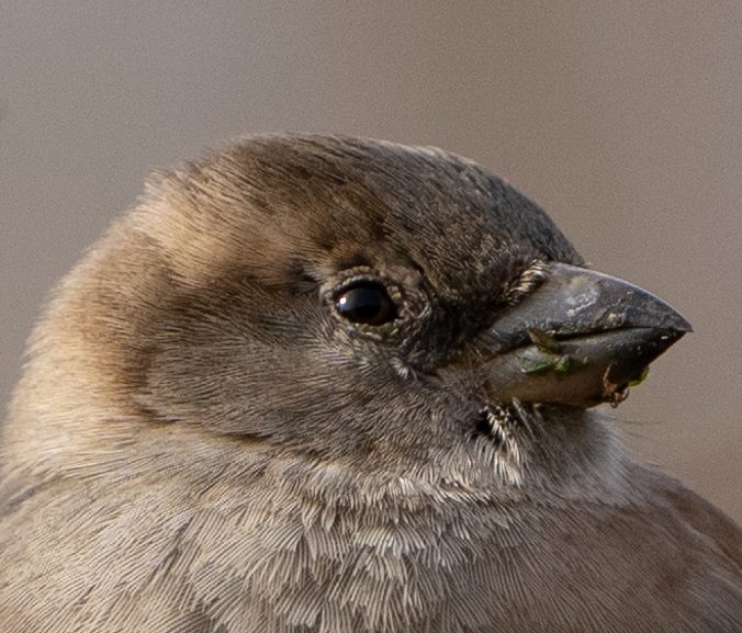 KL100755_100_crop.jpg