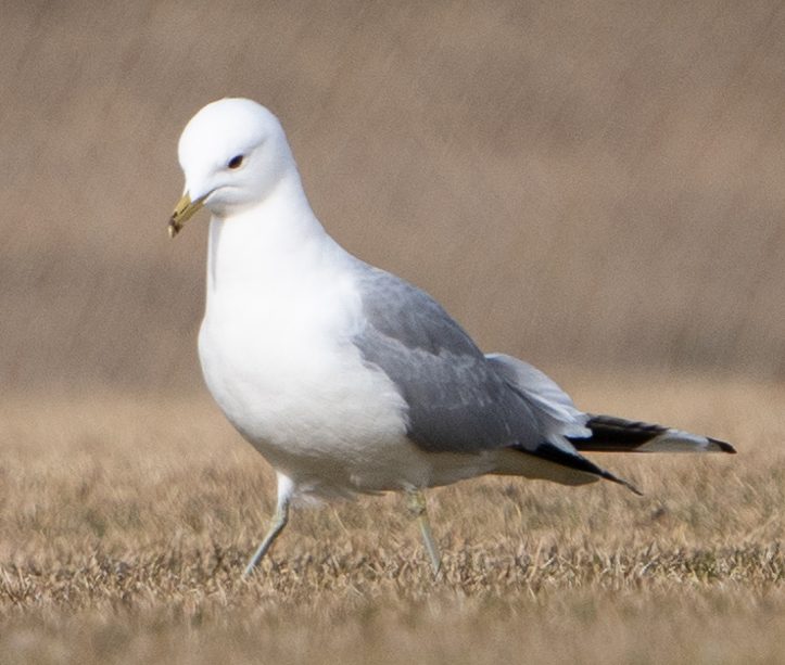 KL100777_100_crop.jpg