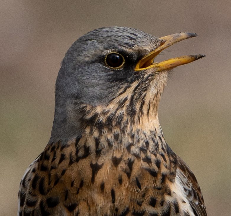 KL100808_100_Crop.jpg