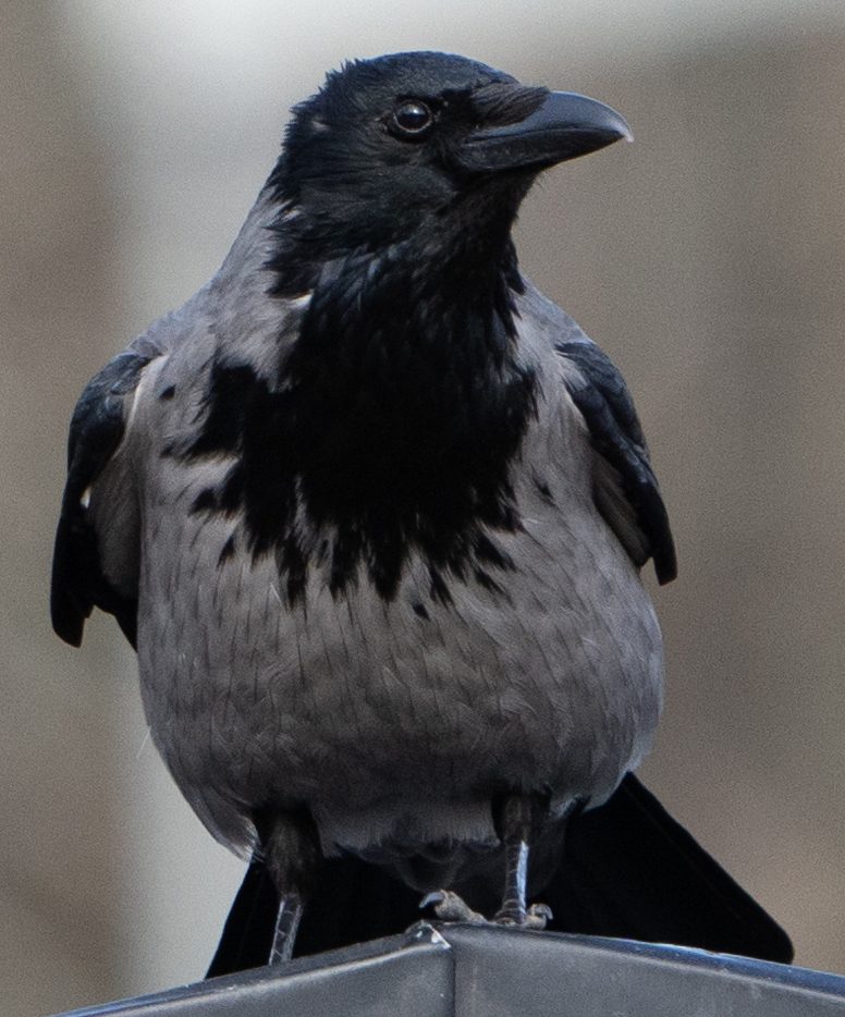 KL100895_100_Crop.jpg