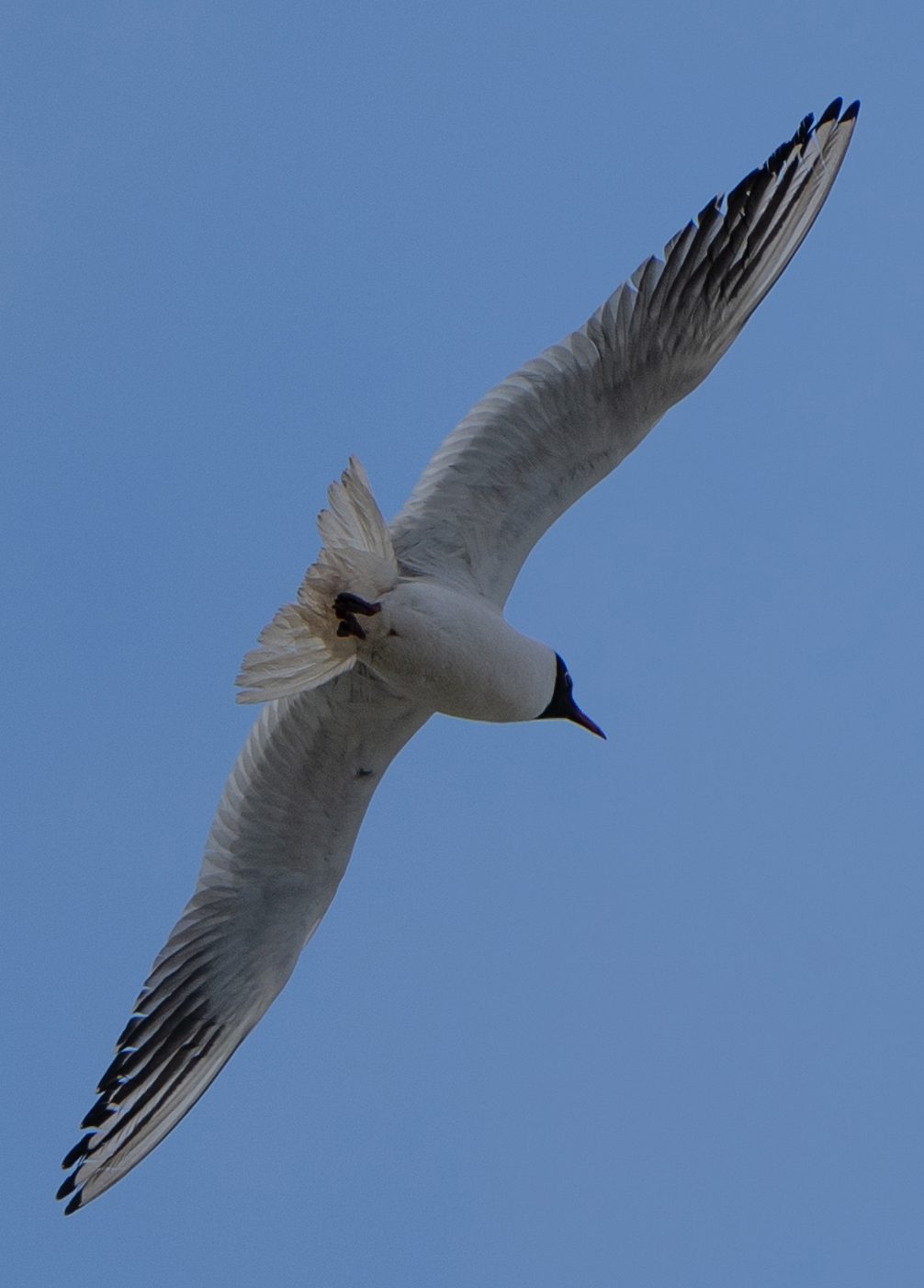 KL100970_100_Crop.jpg