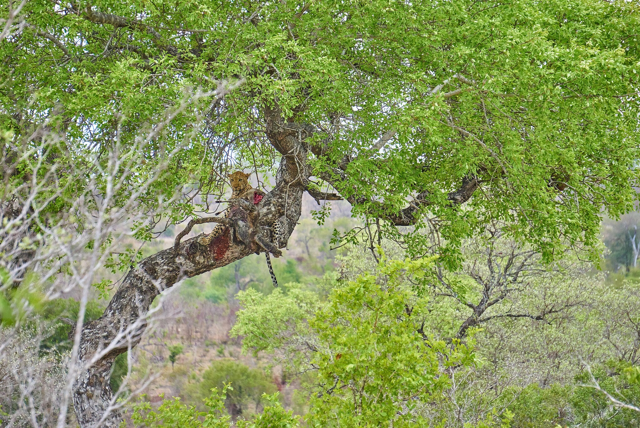 Kruger - Leopard in tree with kill full.jpg