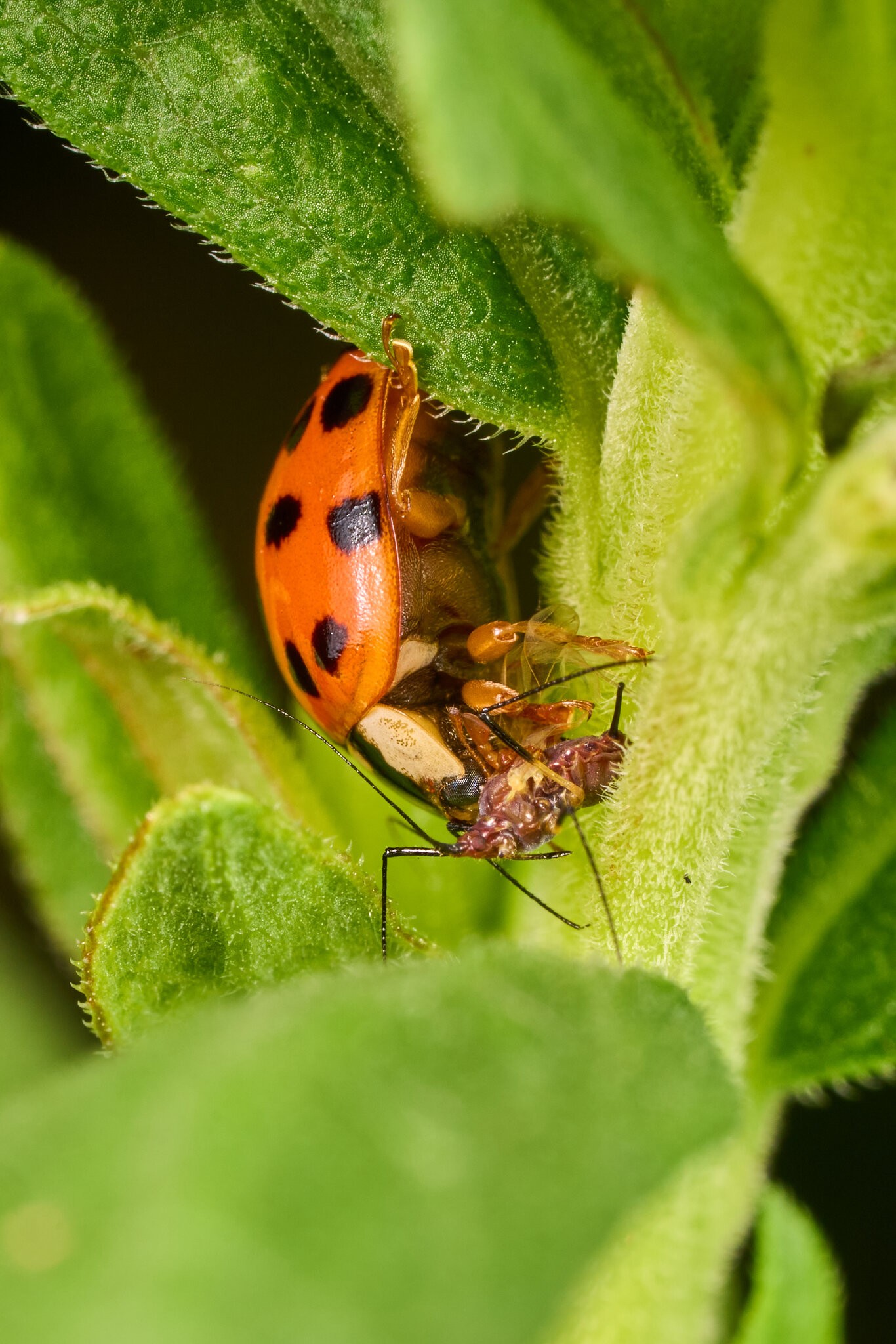 Lady Beetle Parasitoid Wasp - BCSP - 08022026 - 04.jpg