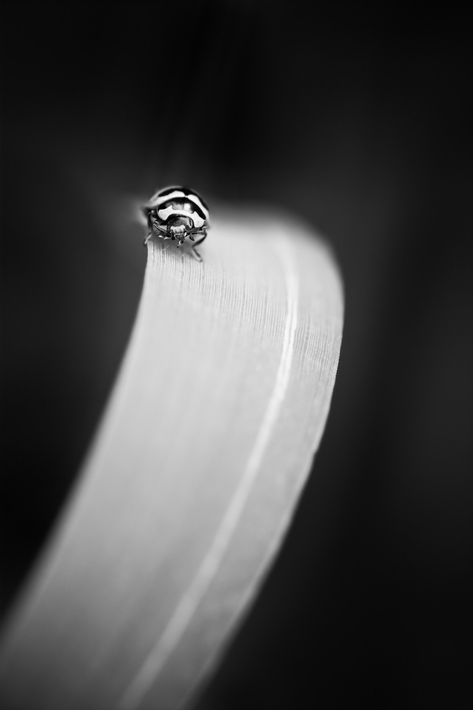 Lady Bug on Leaf.jpg
