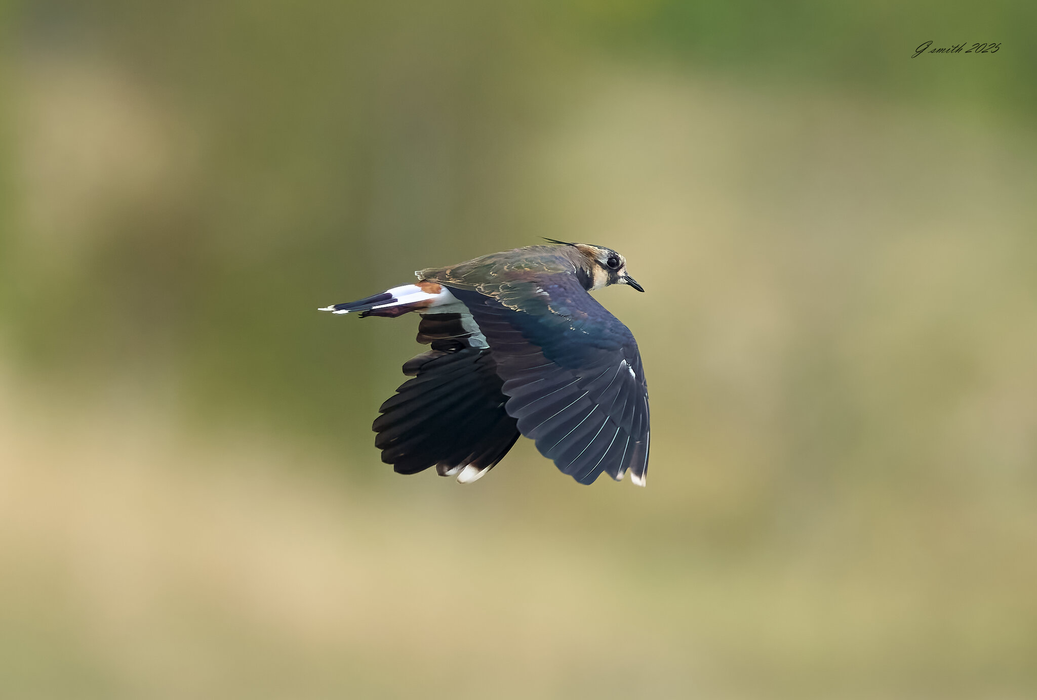 lapwing 2025_4.jpg
