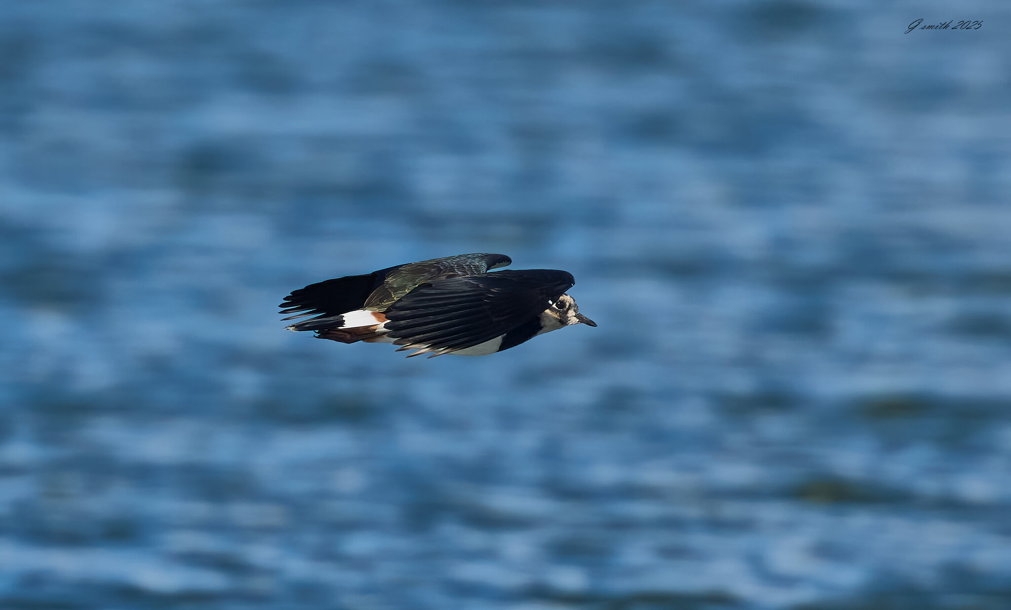 lapwing 2025_8.jpg