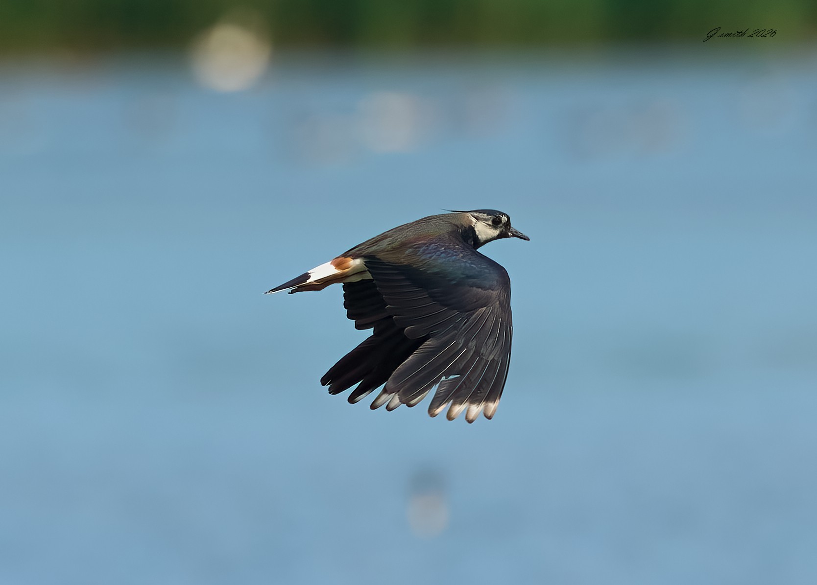 lapwing 2026.jpg