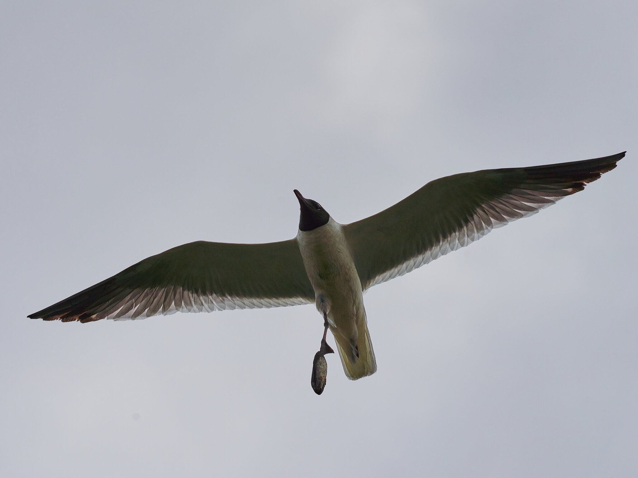 Laughing Gull - Forsythe NWR - 06272020 - 01.jpg