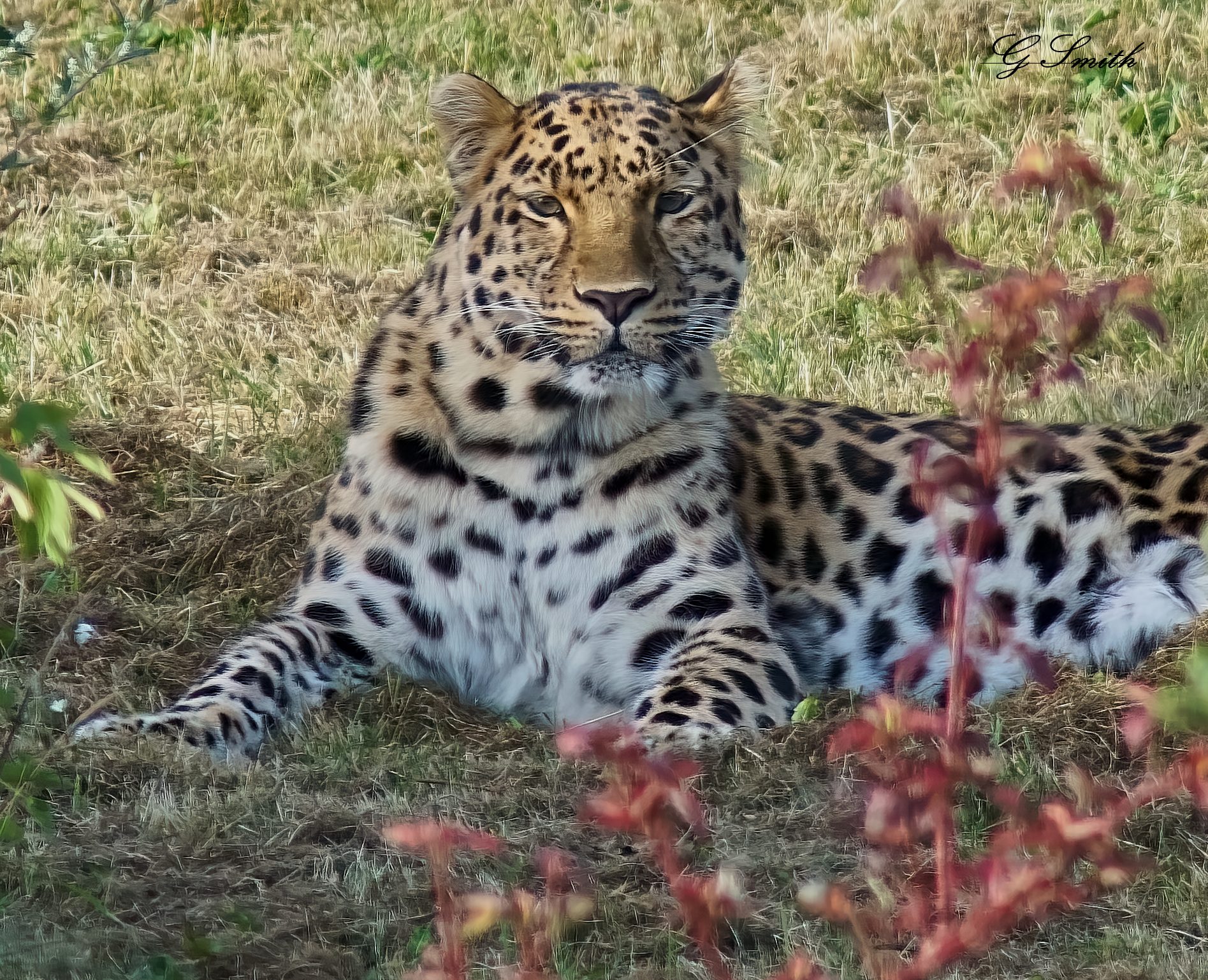 leopard  2016 1.jpg