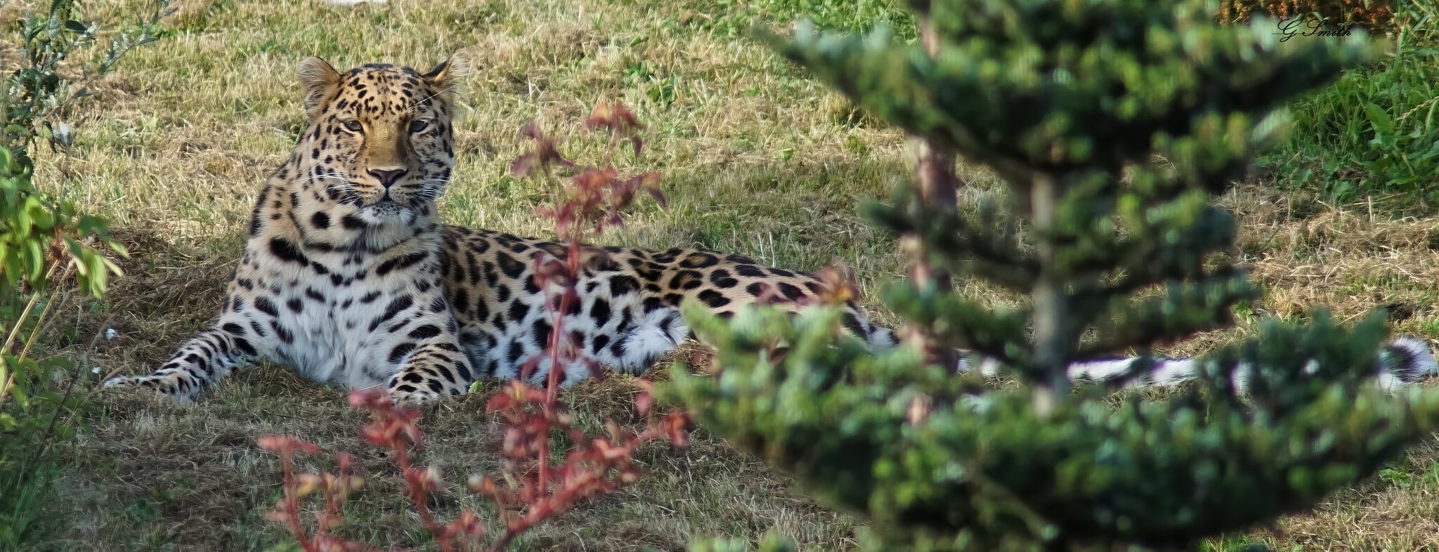 leopard  2016 2.jpg