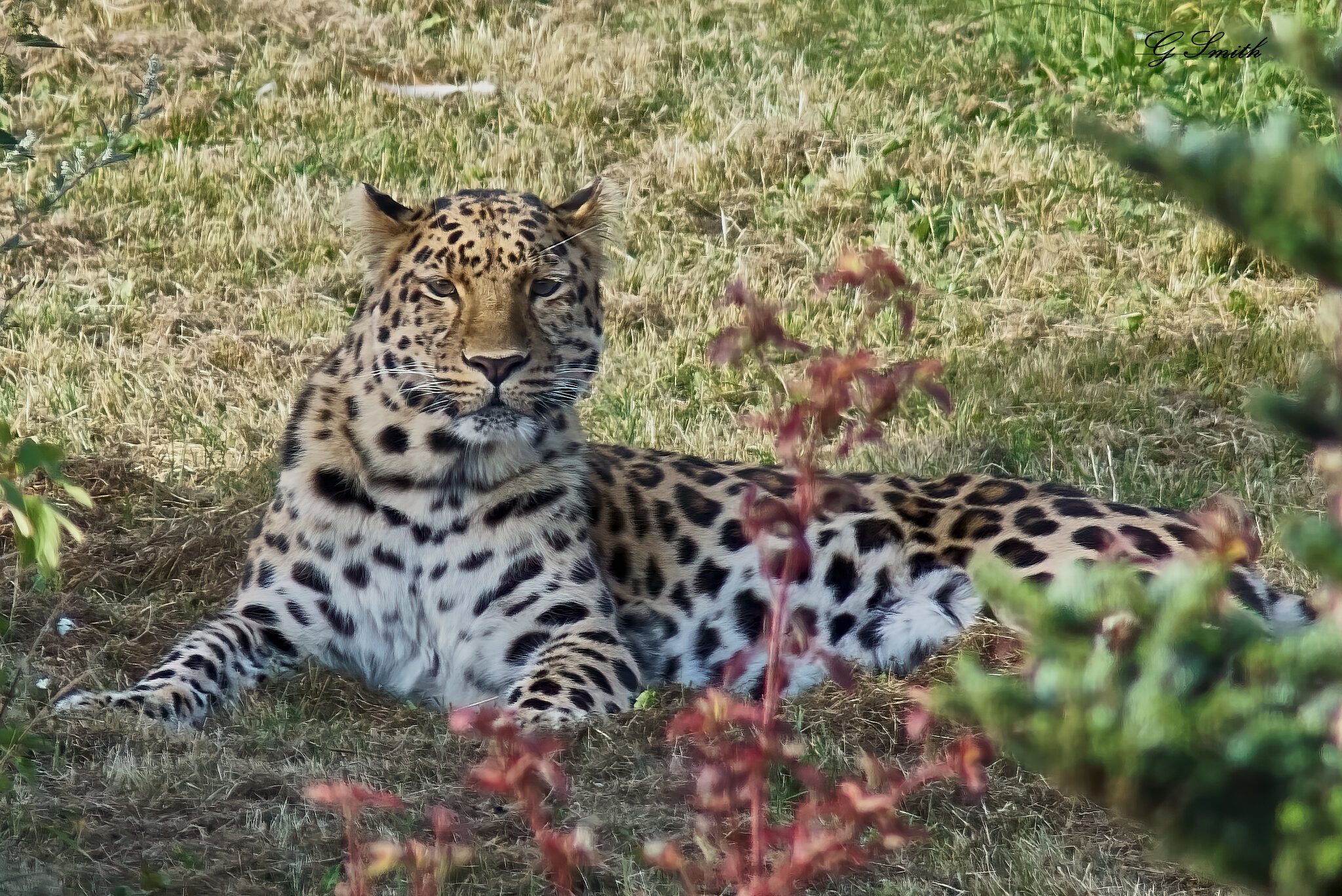leopard  2016 4.jpg