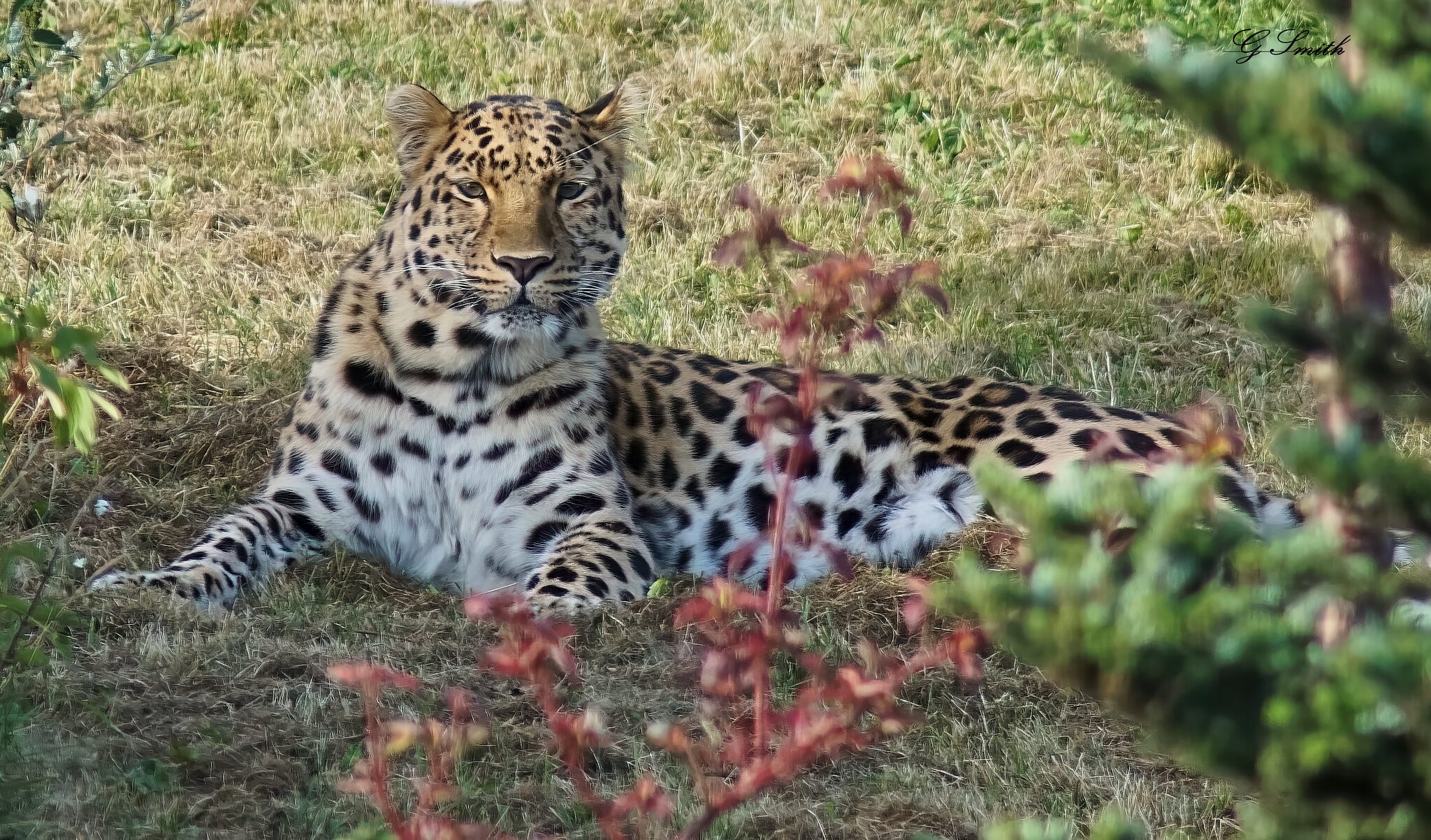 leopard  2016.jpg