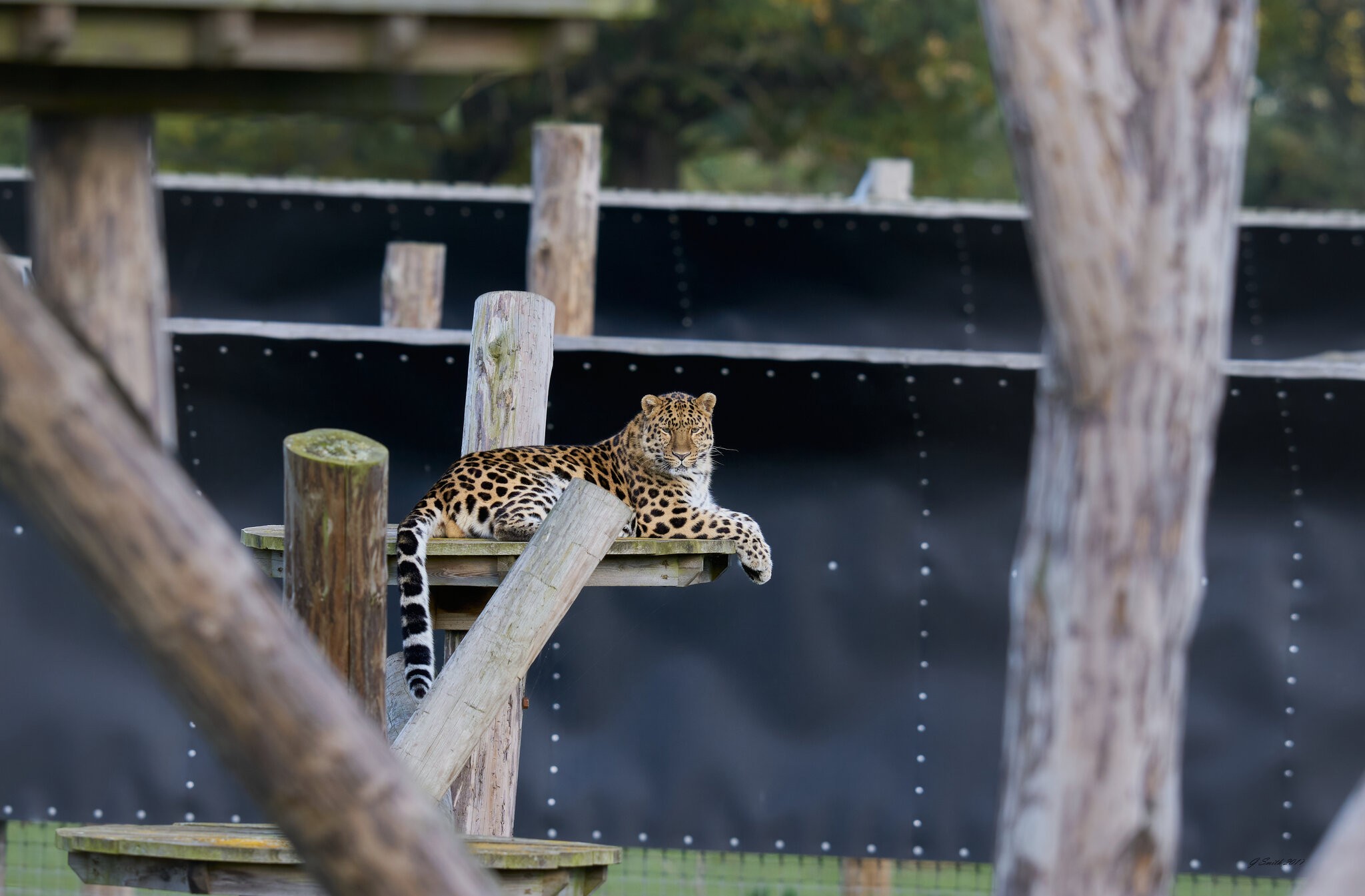 leopard 2017 1.jpg