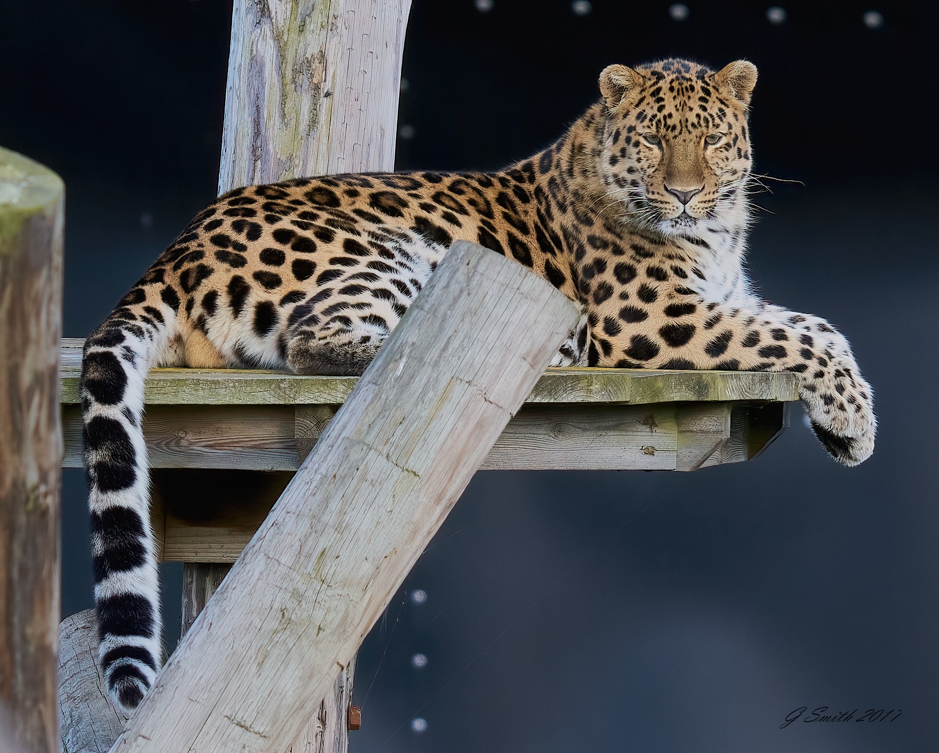 leopard 2017.jpg