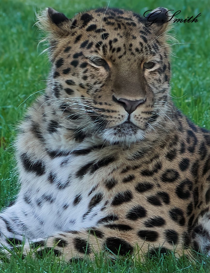 leopard 2020 1.jpg
