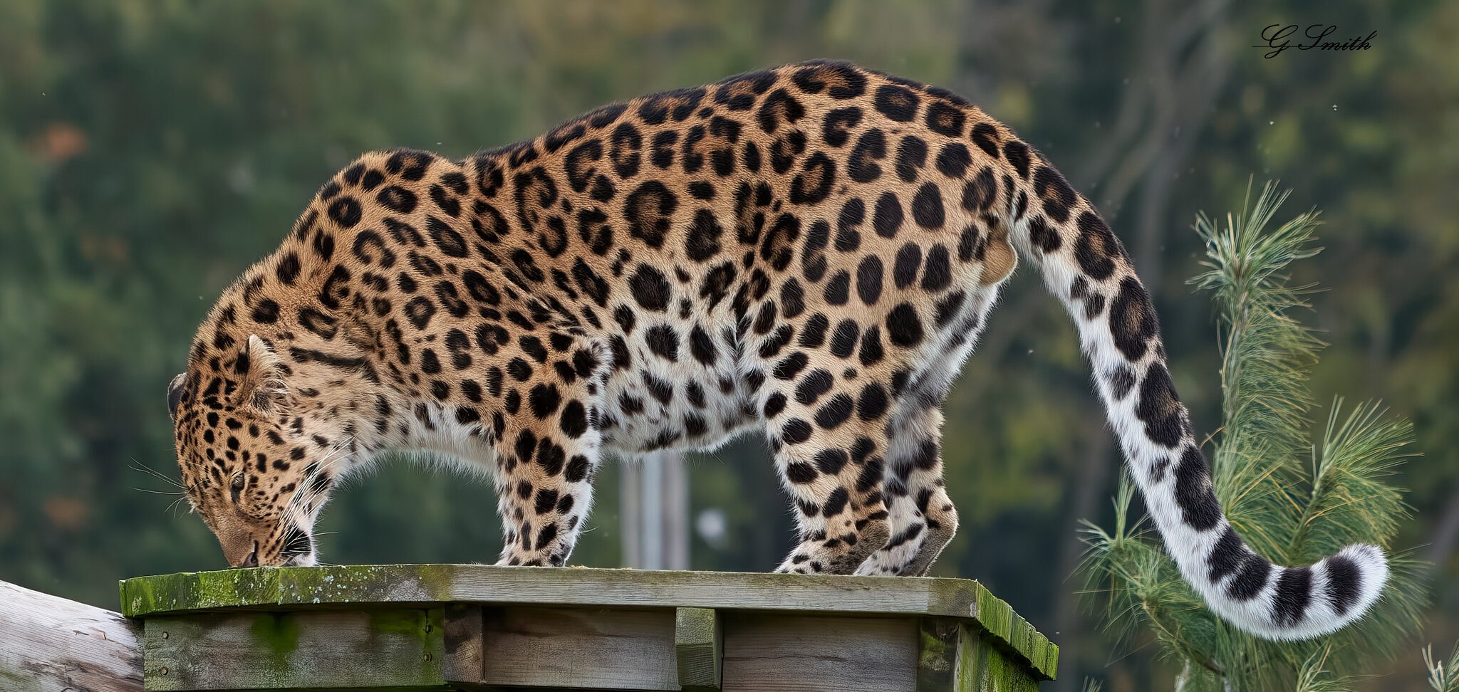leopard 2020 2.jpg