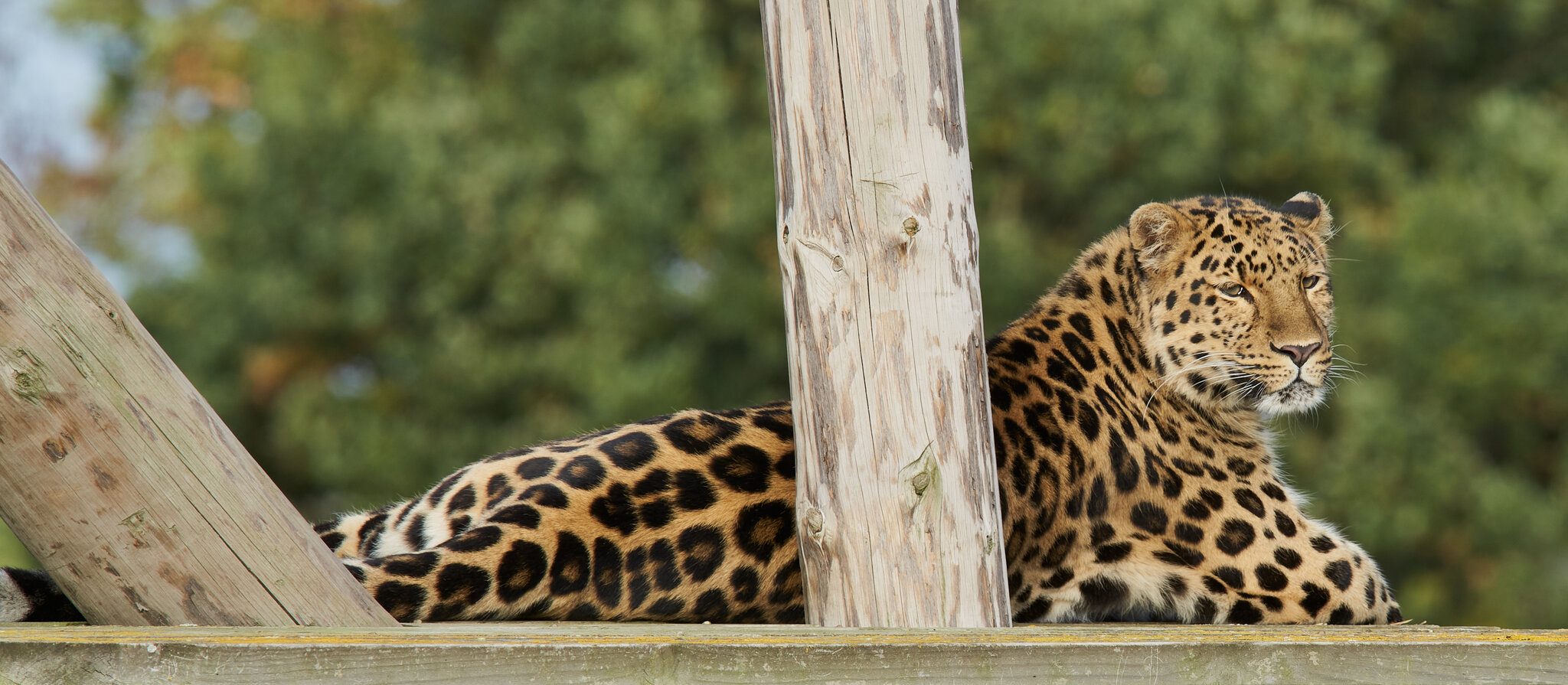 leopard 3.jpg