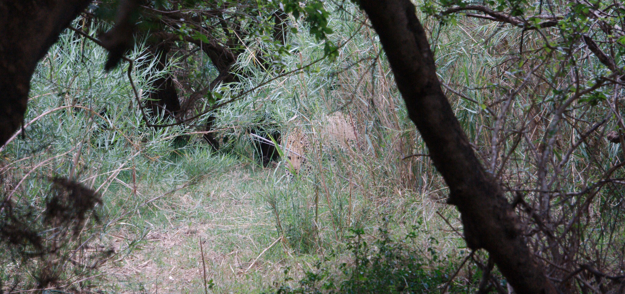 Leopard stalking.jpg