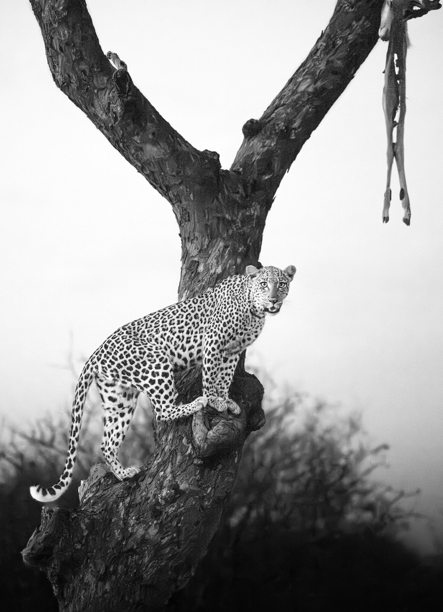 Leopard with Kill.jpg