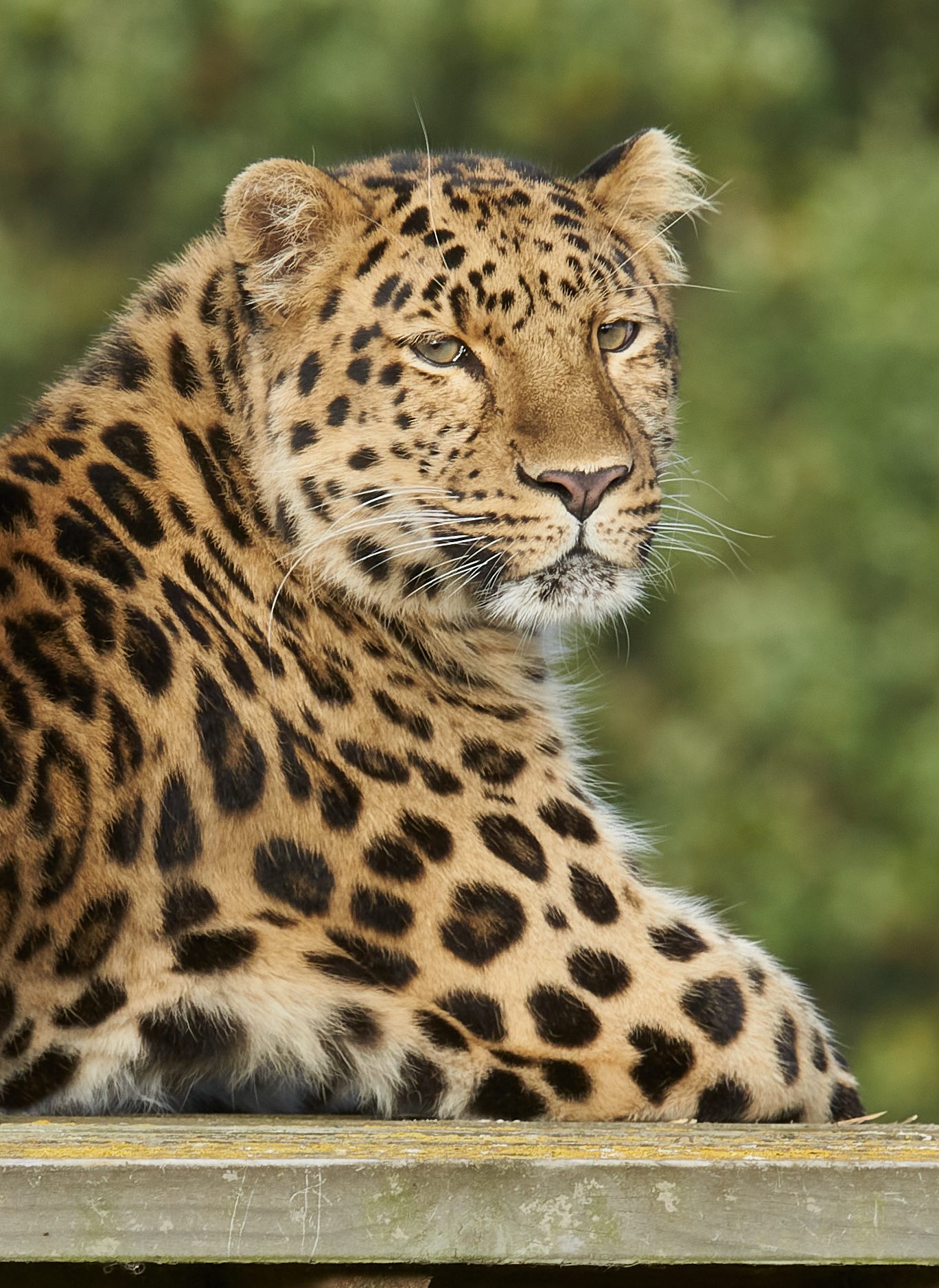 leopards 2.jpg