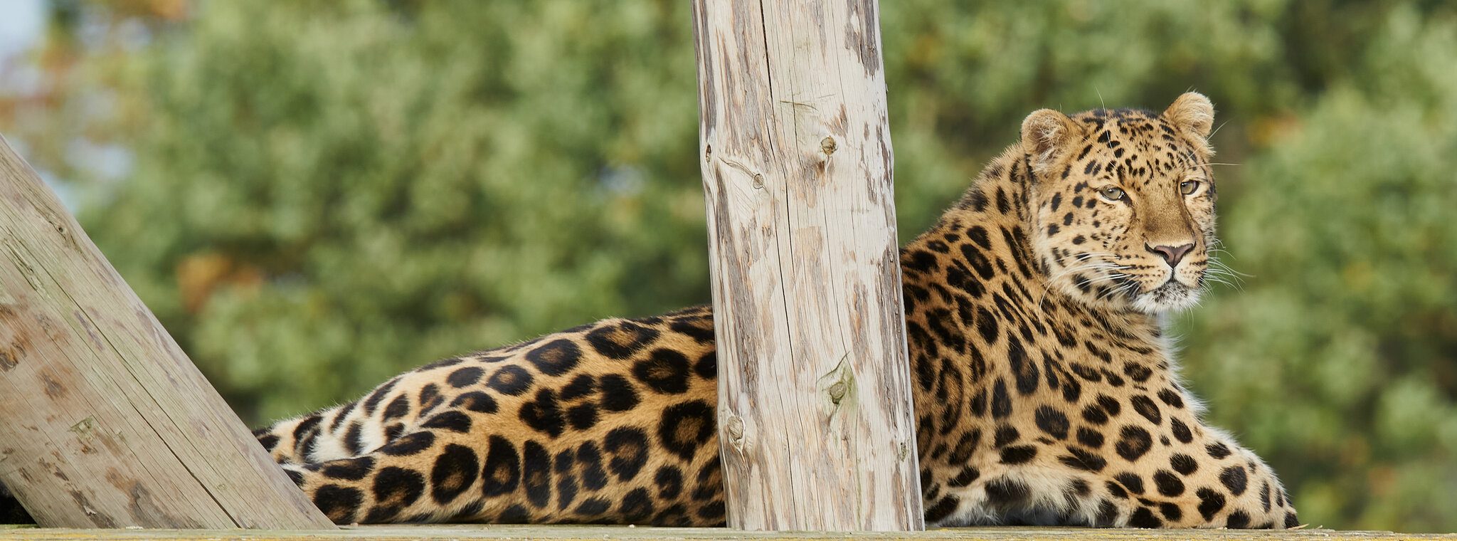 leopards.jpg