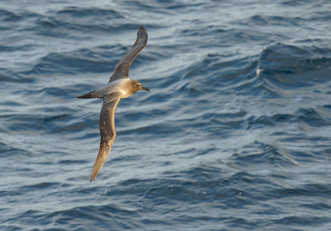 Light-mantled Sooty Albatross 17 Enderby 1365.jpg