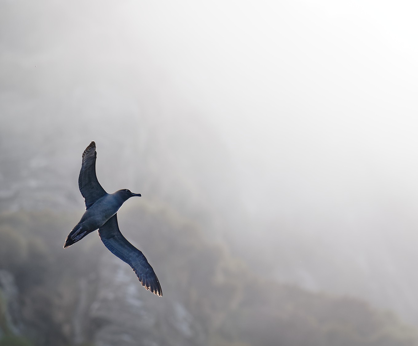 Light-mantled Sooty Albatross against cliff 40 1360 (4).jpg