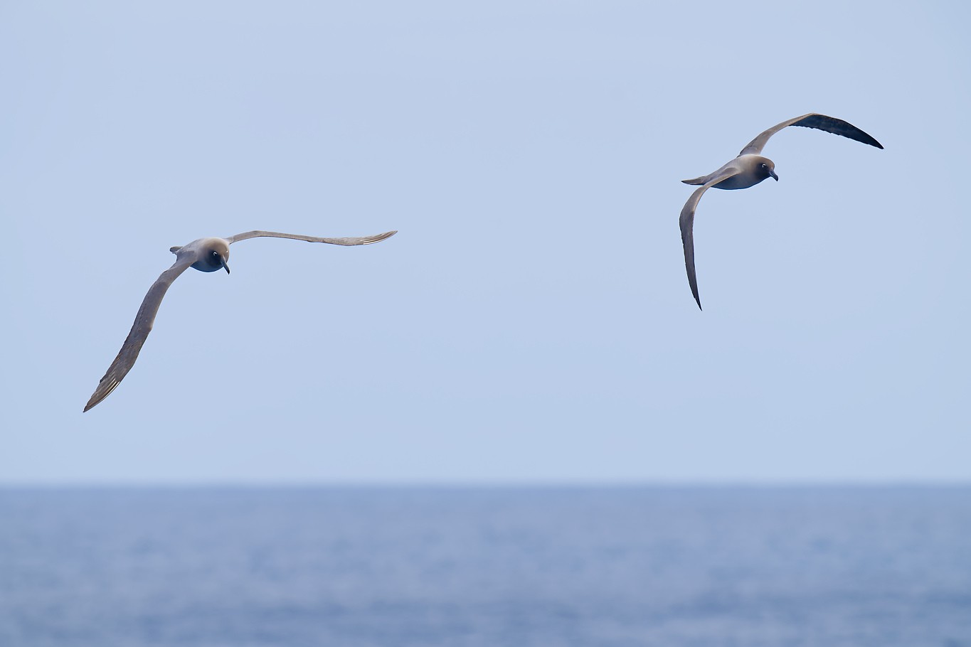 Light mantled Sooty Albatross pair 7 1360.jpg