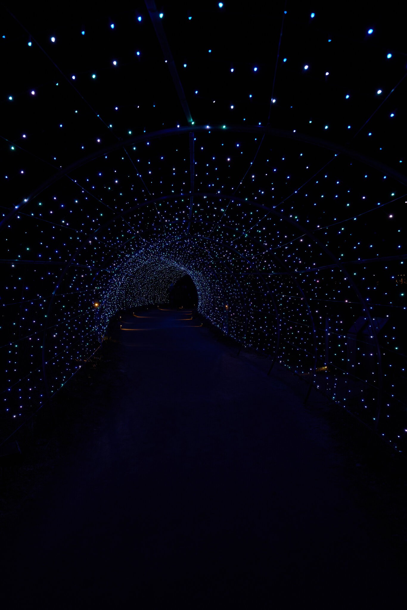 Lights - Longwood - 12032025 - 01.jpg