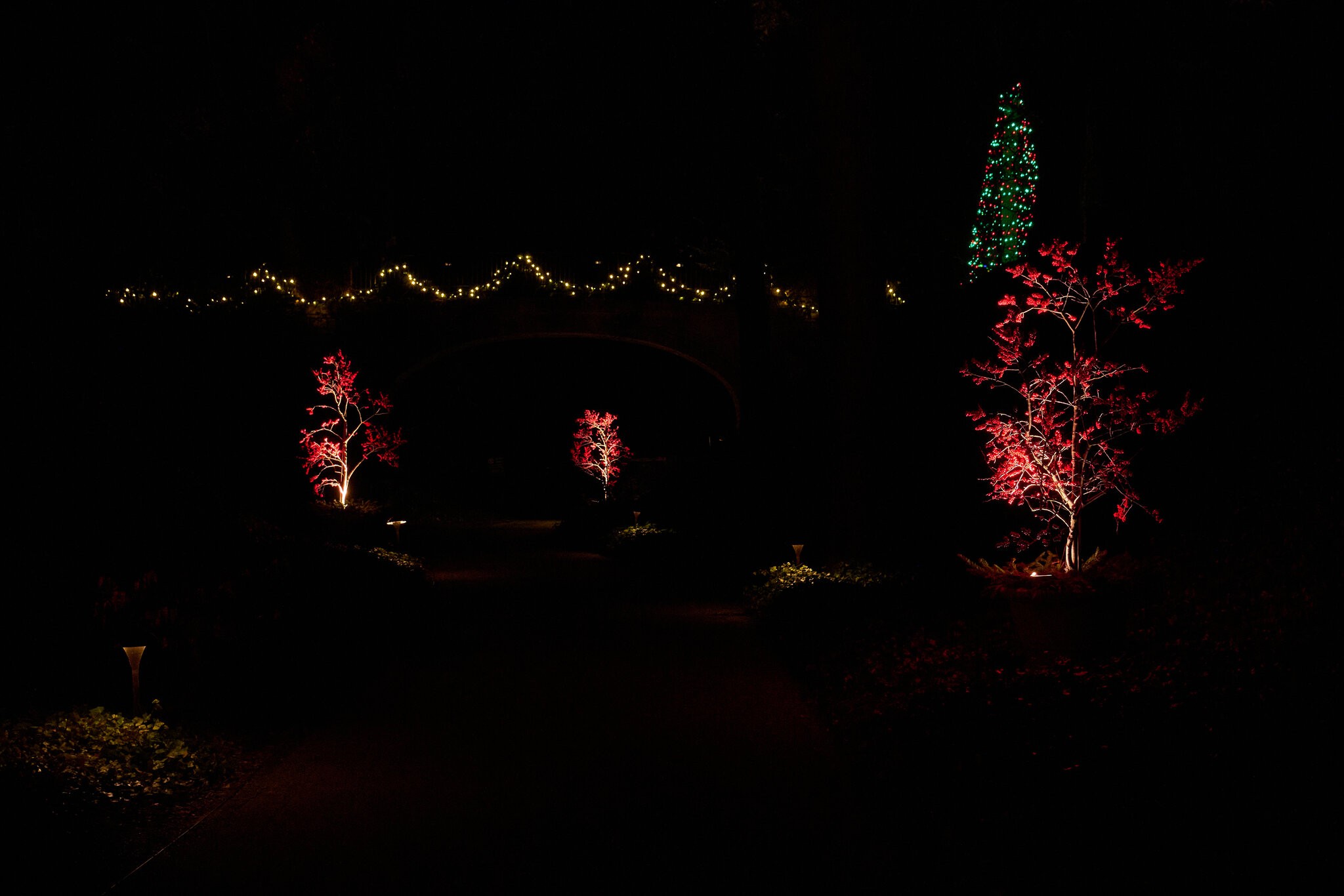 Lights - Longwood - 12032025 - 02.jpg