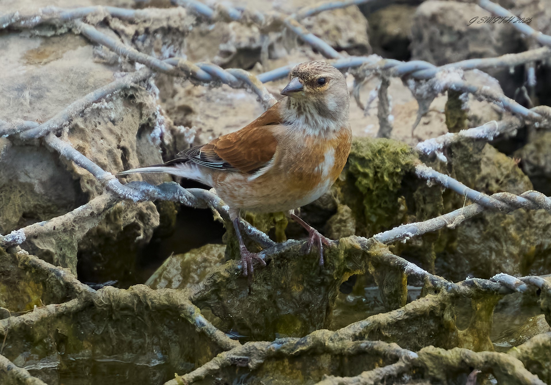 linnet 2025_18.jpg
