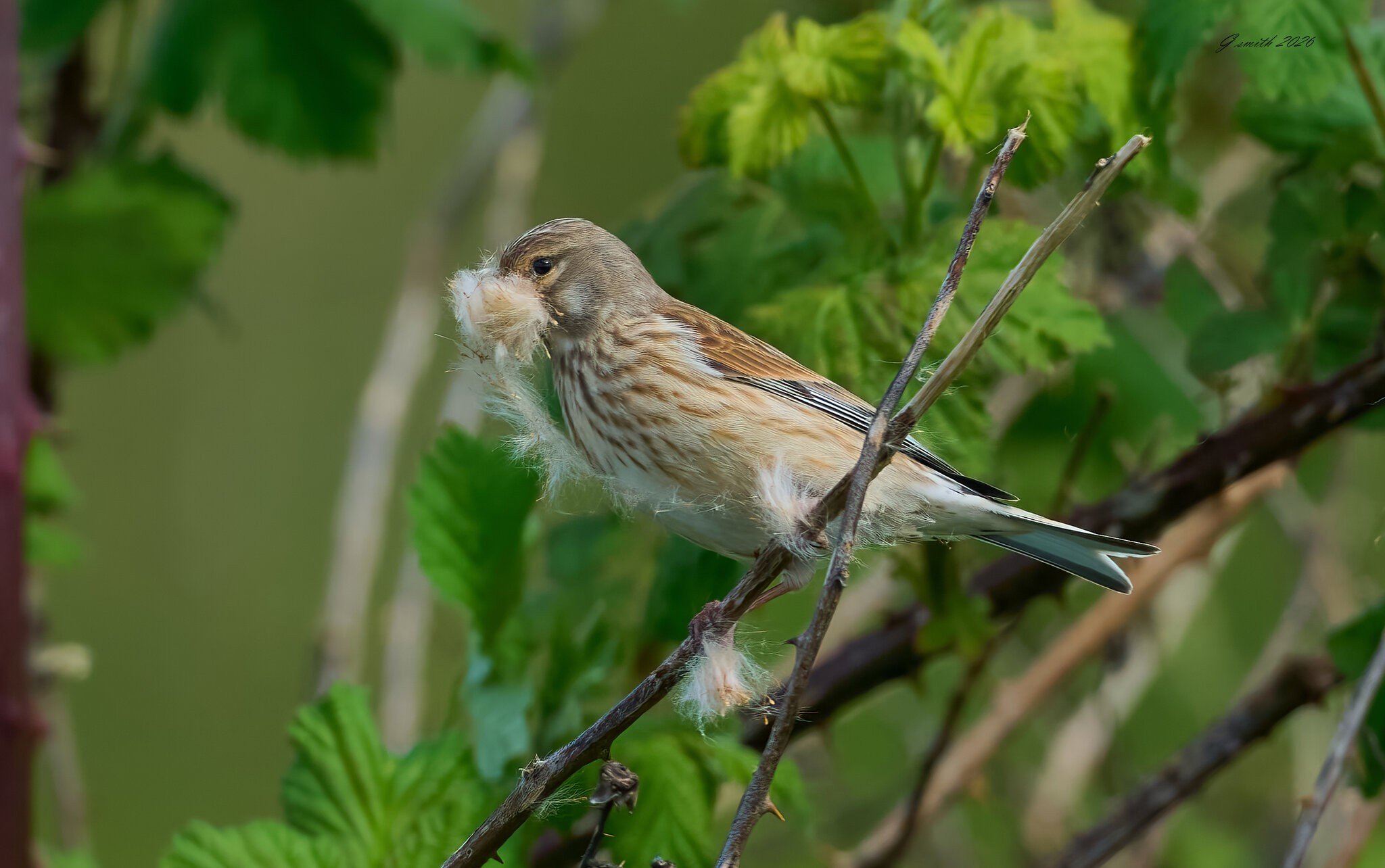 linnet 2026_19.jpg