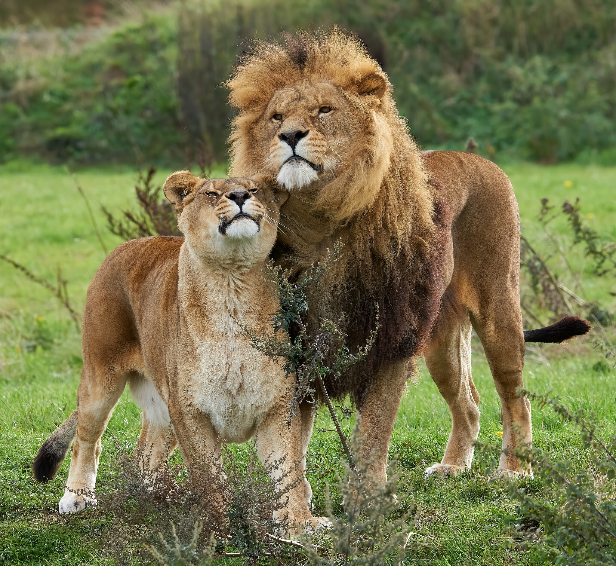 lion 2018.jpg