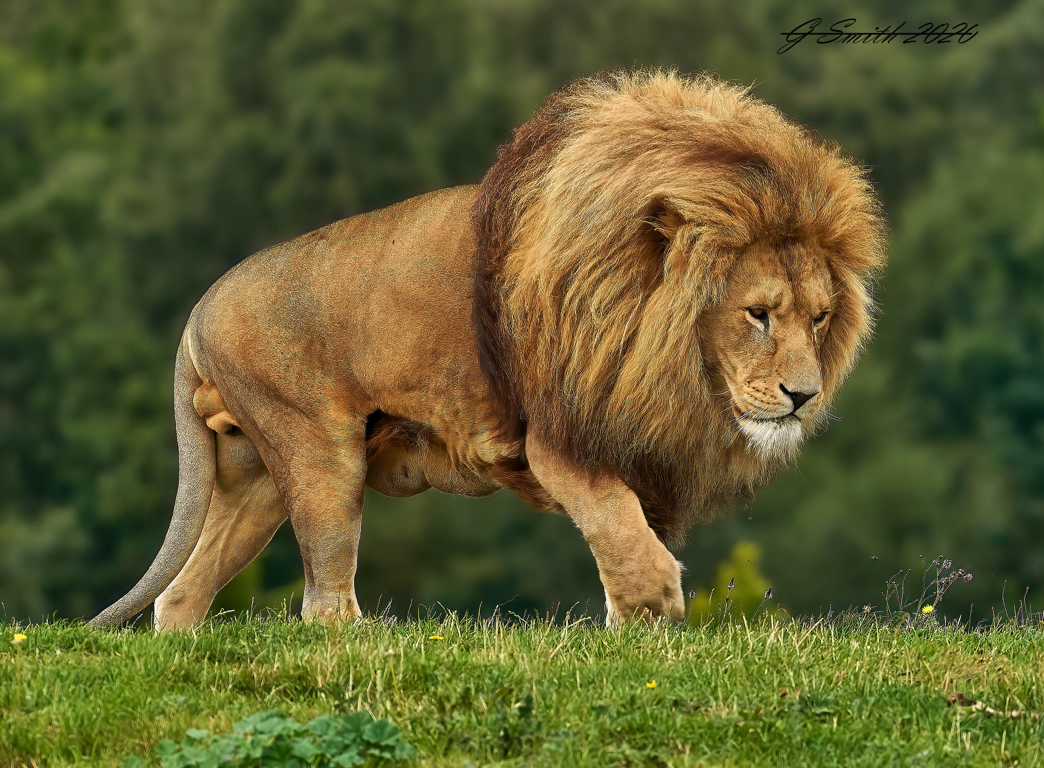 lion 2020 17.jpg
